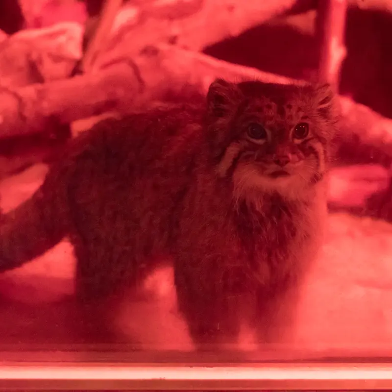 恩賜上野動物園のナイマの写真