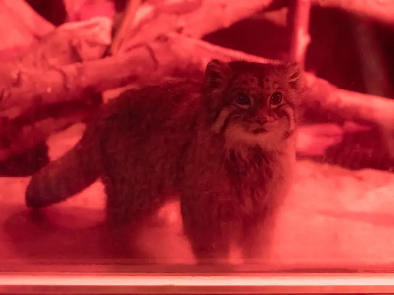 恩賜上野動物園のナイマの写真