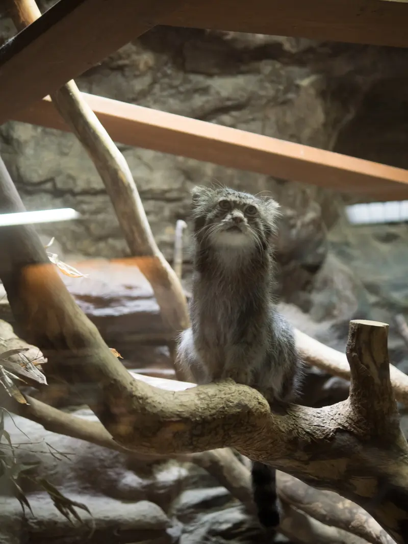 恩賜上野動物園のクリョンの写真