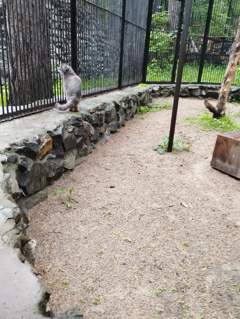 ノヴォシビルスク動物園のマヌルネコの写真