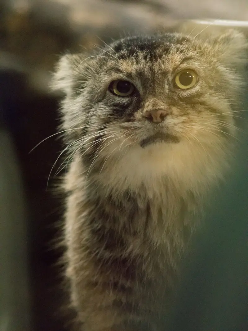 恩賜上野動物園のプリームラの写真
