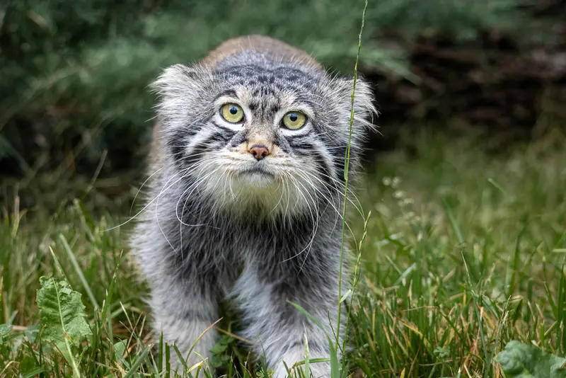 モスクワ動物園のティモフェイの写真