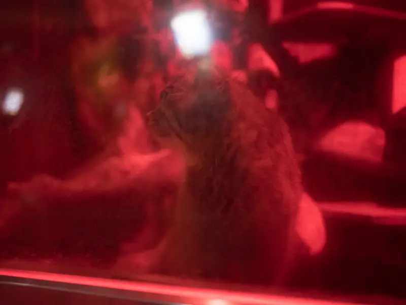 恩賜上野動物園のナイマの写真