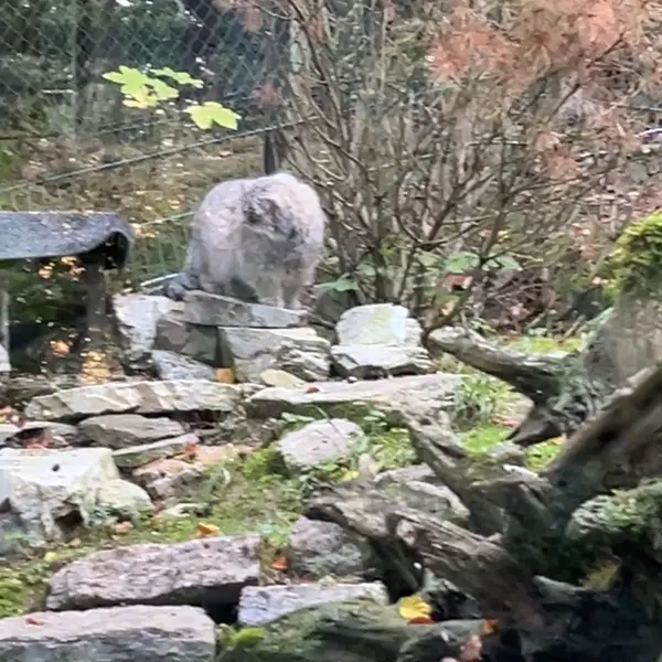 オペル動物園のフェイとバトゥの写真