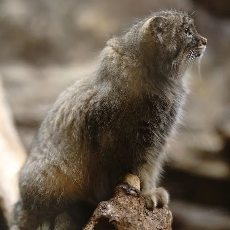 恩賜上野動物園のユスの写真