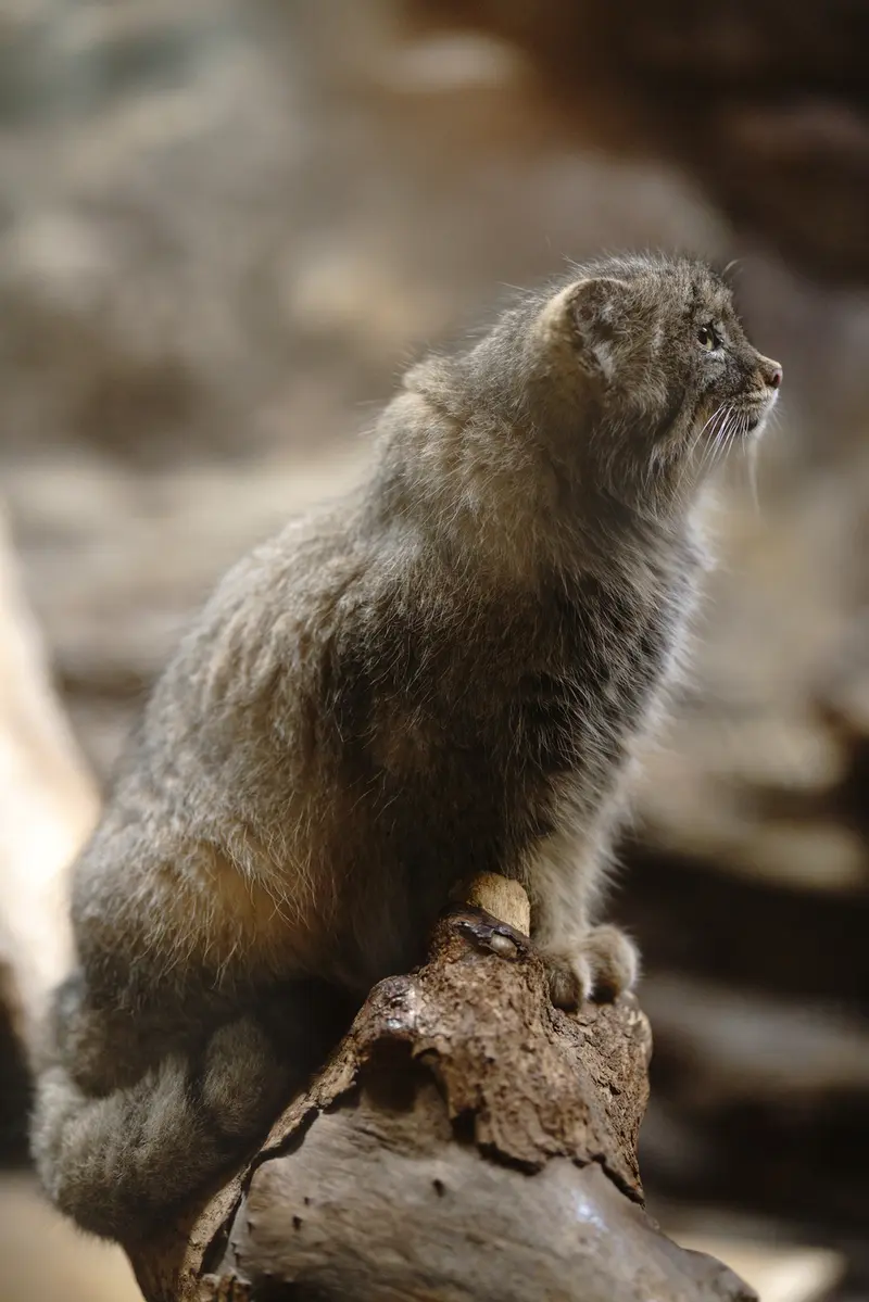 恩賜上野動物園のユスの写真