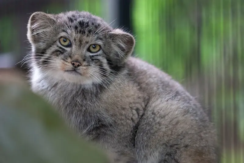 クラクフ動物園のエルデネ Ⅳ の息子（2016年生まれ）の写真