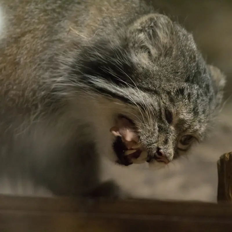 恩賜上野動物園のクリョンの写真