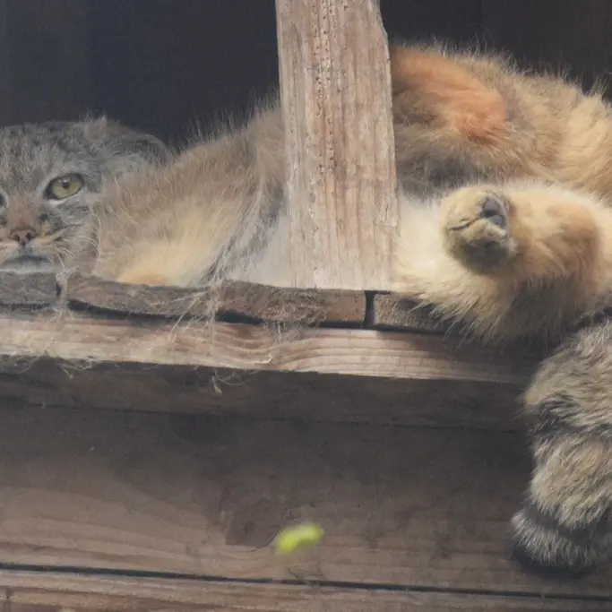 ブダペスト動物園＆植物園のルーシーの写真