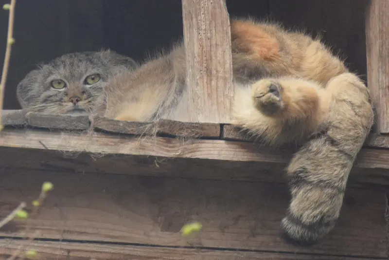ブダペスト動物園＆植物園のルーシーの写真