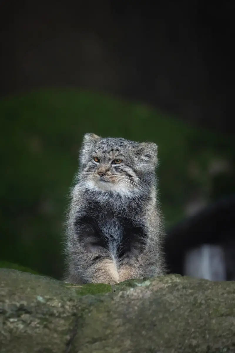 ノルデンス・アークのダッチェスの写真