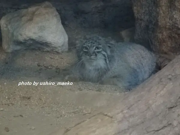 神戸どうぶつ王国のテルの写真