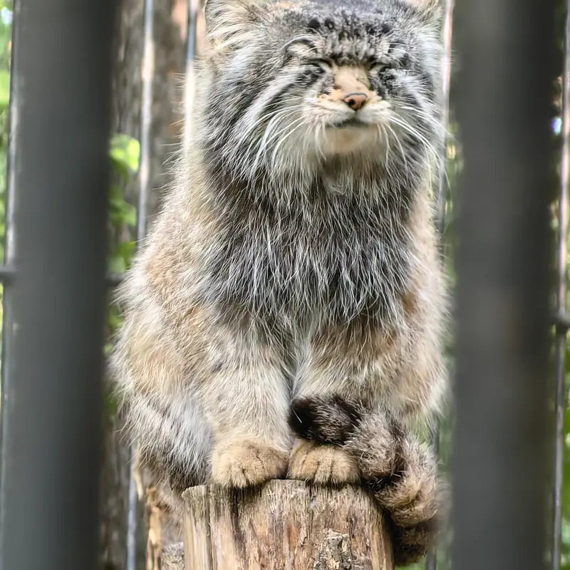 ノヴォシビルスク動物園のシルヴェスターの写真