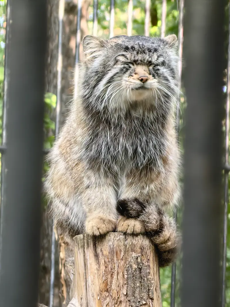 ノヴォシビルスク動物園のシルヴェスターの写真