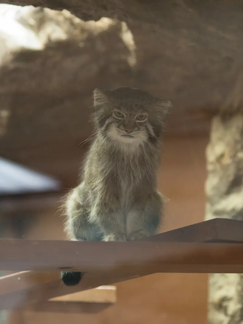 恩賜上野動物園のクリョンの写真