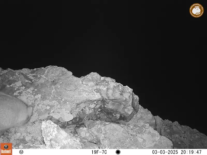 ベッショキー1カメラトラップで撮影したOtocolobus manul manulの写真