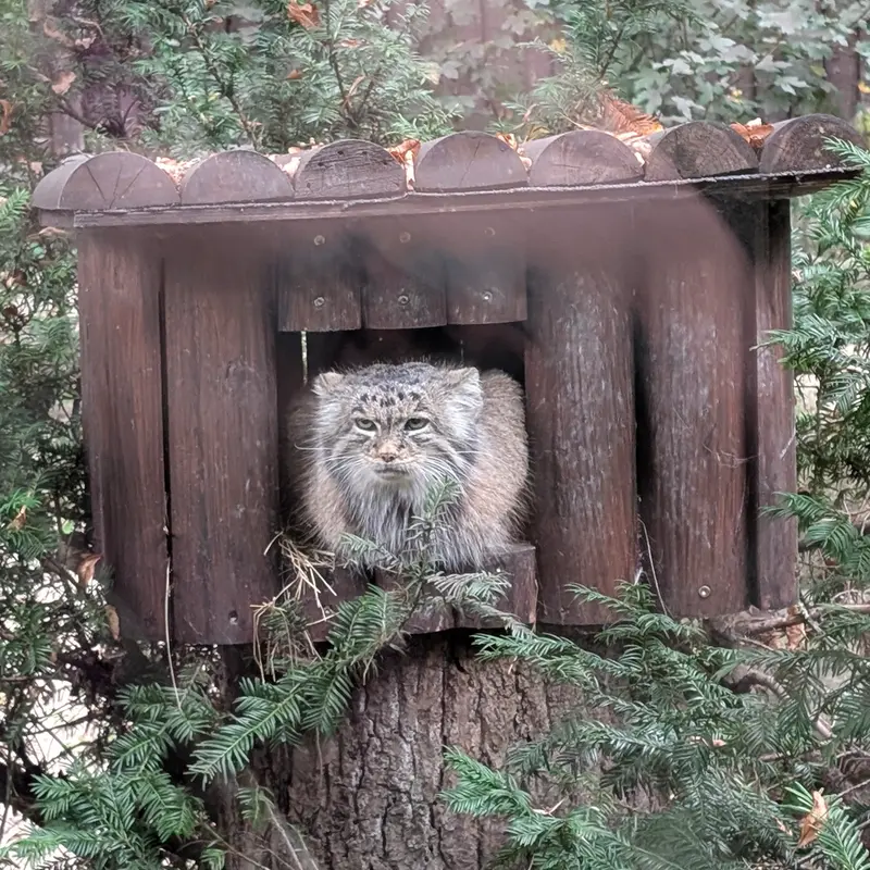 ポズナン新動物園のマニアの写真