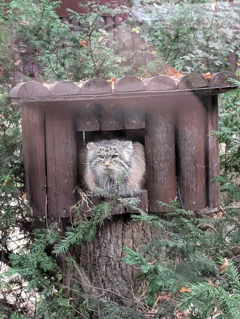 ポズナン新動物園のマニアの写真