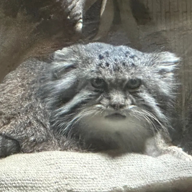 恩賜上野動物園のマヌルネコの写真