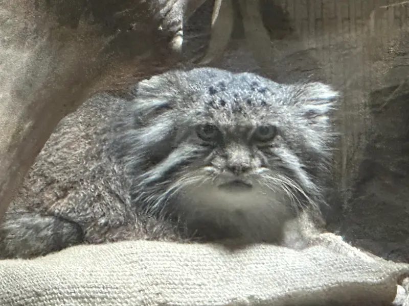 恩賜上野動物園のマヌルネコの写真