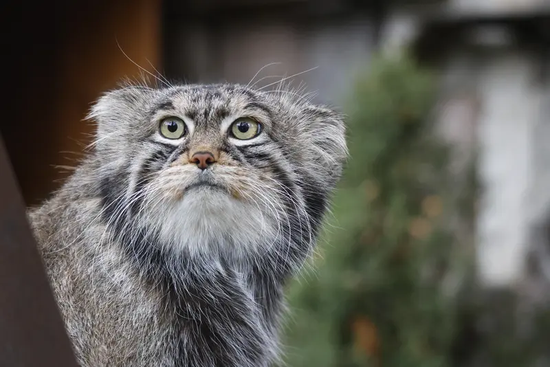 モスクワ動物園のティモフェイの写真