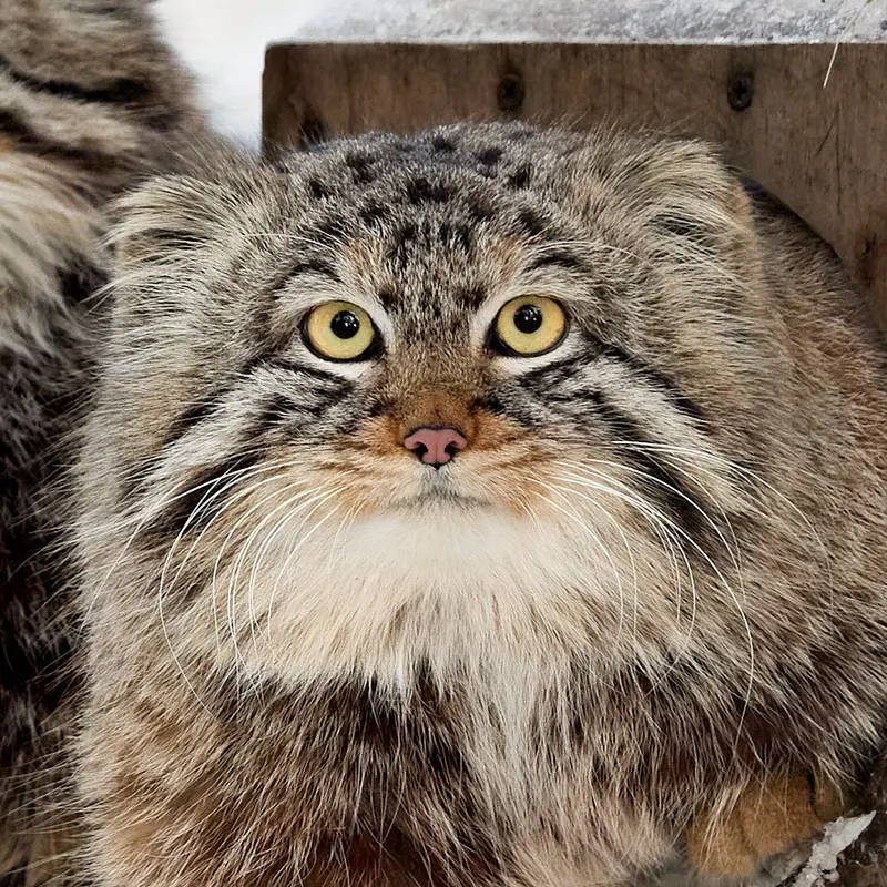 グリーンズ動物救護・リハビリテーションセンターのマヌルネコのブルース