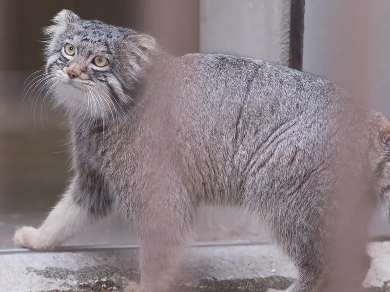 野毛山動物園のフィーガの写真