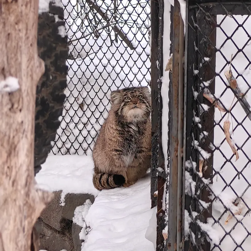 ノヴォシビルスク動物園のアチの写真