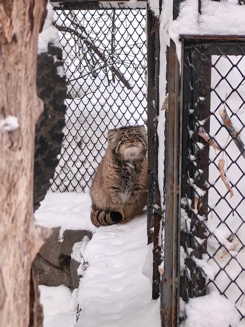ノヴォシビルスク動物園のアチの写真