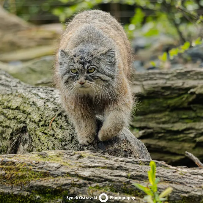 オストラヴァ動物園のモイラの写真