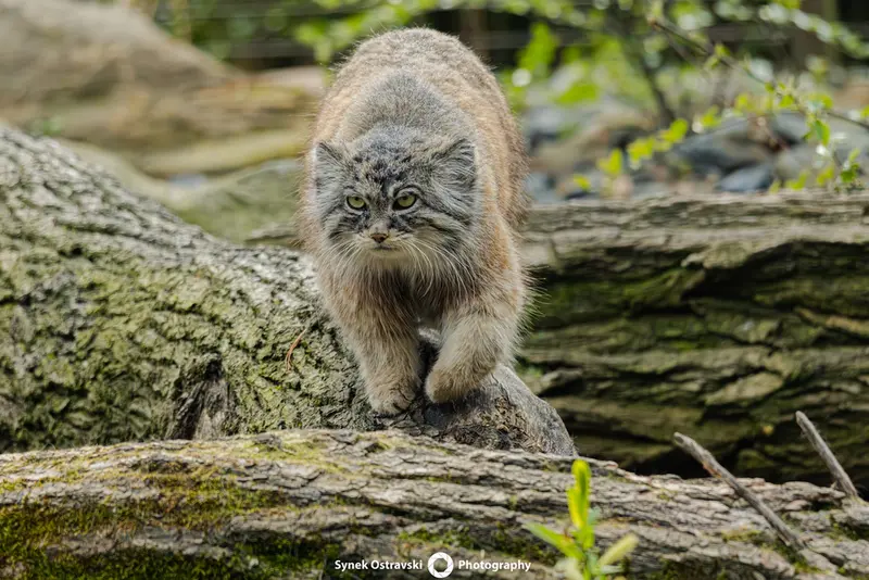 オストラヴァ動物園のモイラの写真