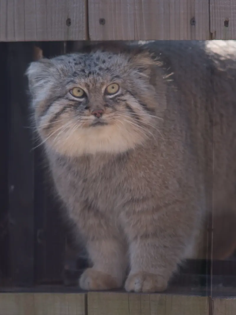 埼玉県こども動物自然公園のロータスの写真