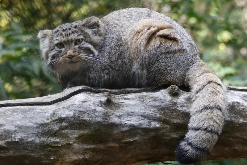 ノヴォシビルスク動物園のマヌルネコの写真