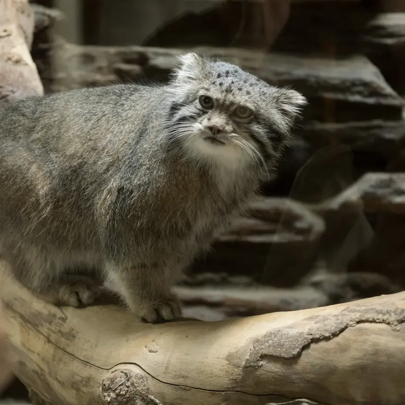 恩賜上野動物園のクリョンの写真