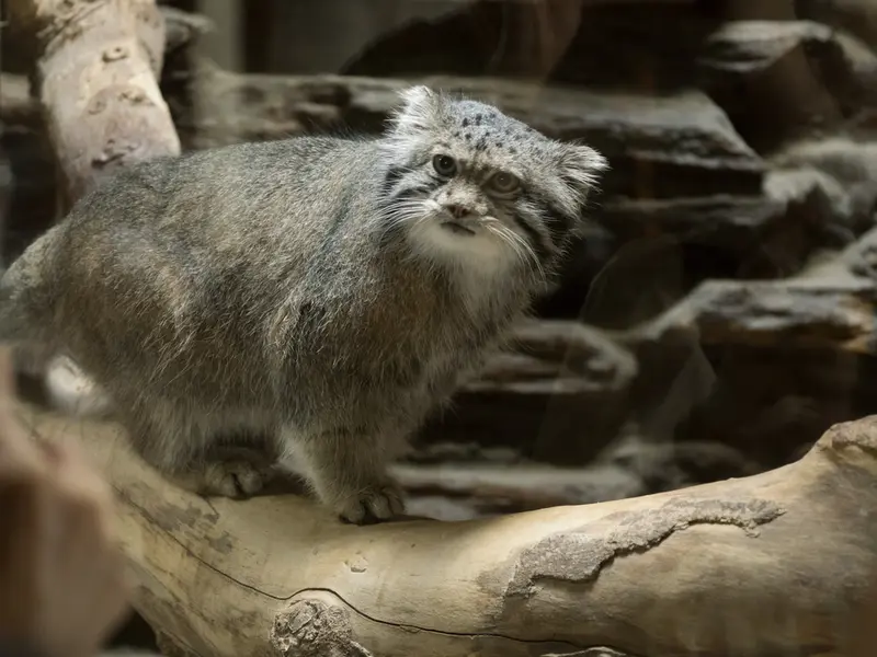 恩賜上野動物園のクリョンの写真