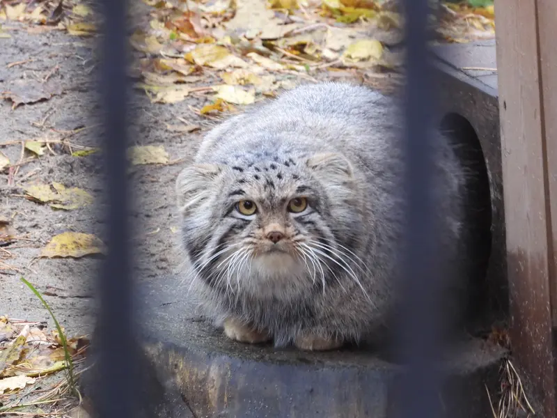ノヴォシビルスク動物園のメンスの写真