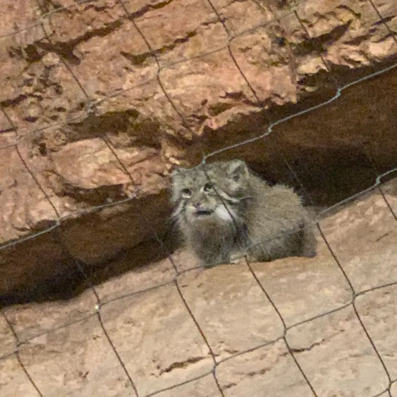 マヌルネコの写真