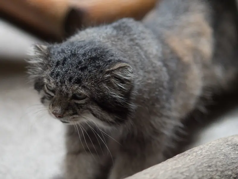 恩賜上野動物園のクリョンの写真
