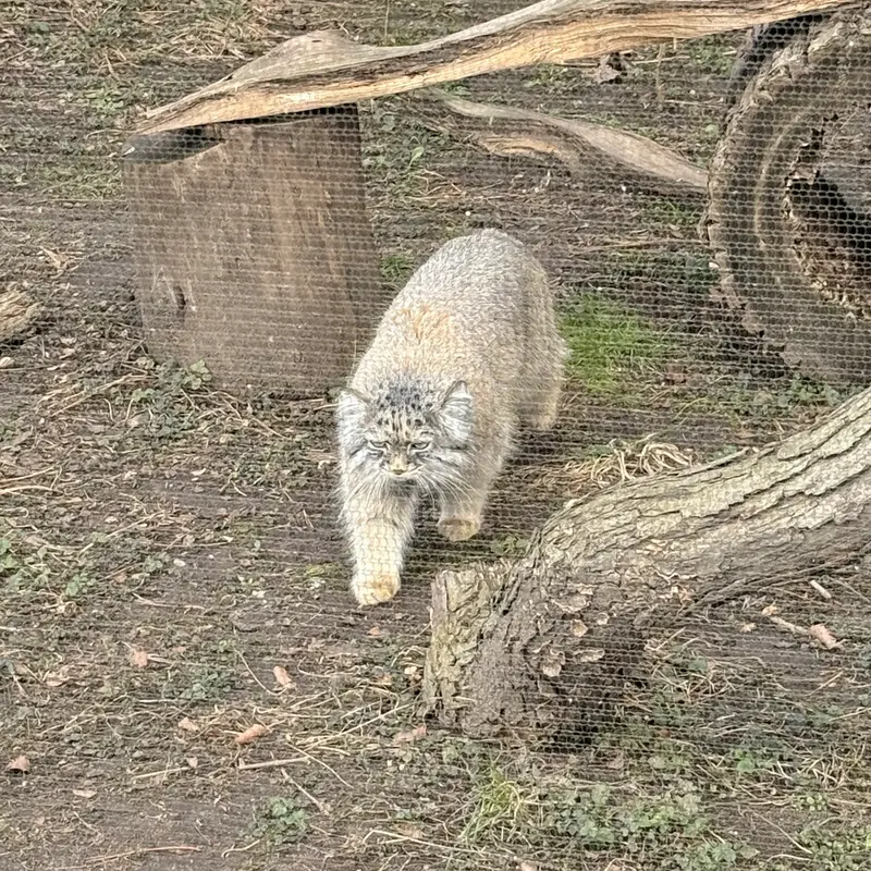 ポッター・パーク動物園のパジの写真