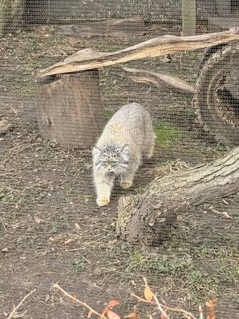 ポッター・パーク動物園のパジの写真