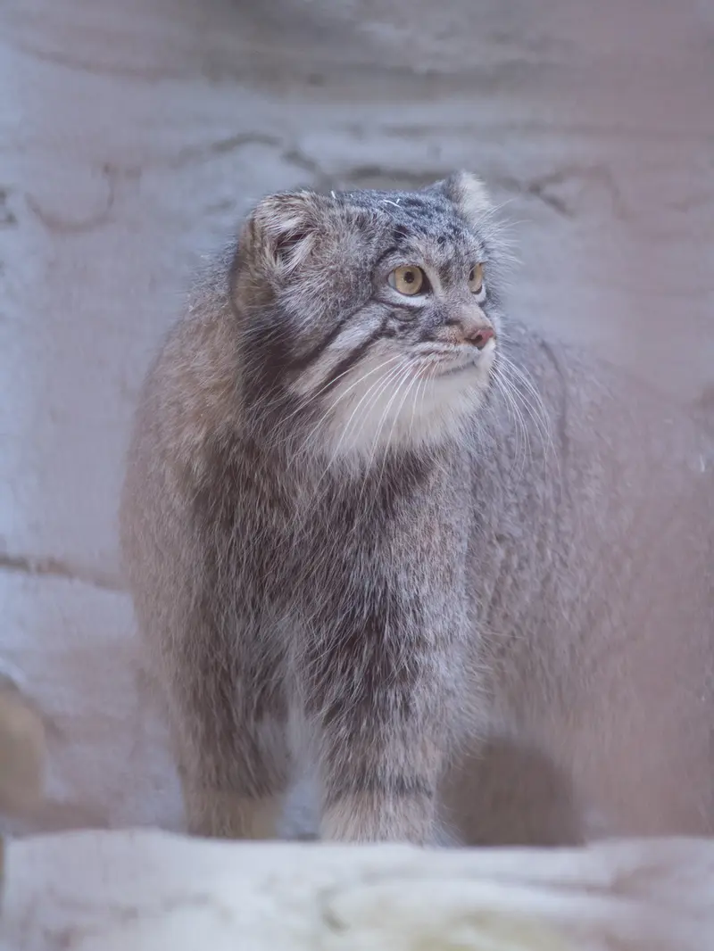 野毛山動物園のフィーガの写真