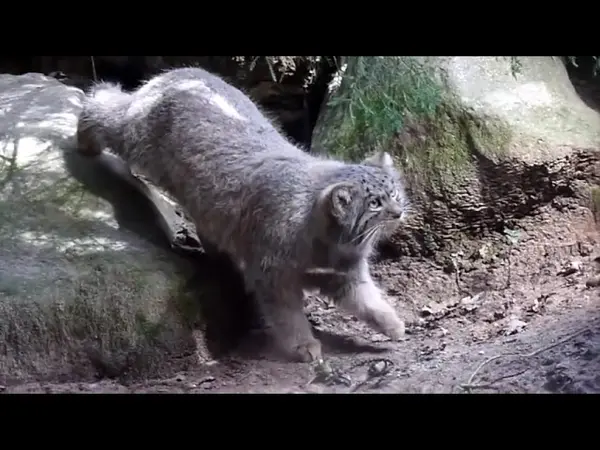 パルコ・ファウニスティコ・ラ・トルビエラのフェリーニ、ツァス、サラン、アリウナーとトゥヤの動画