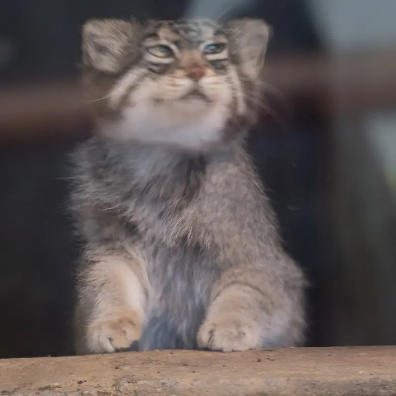 神戸市立王子動物園のイーリスの写真