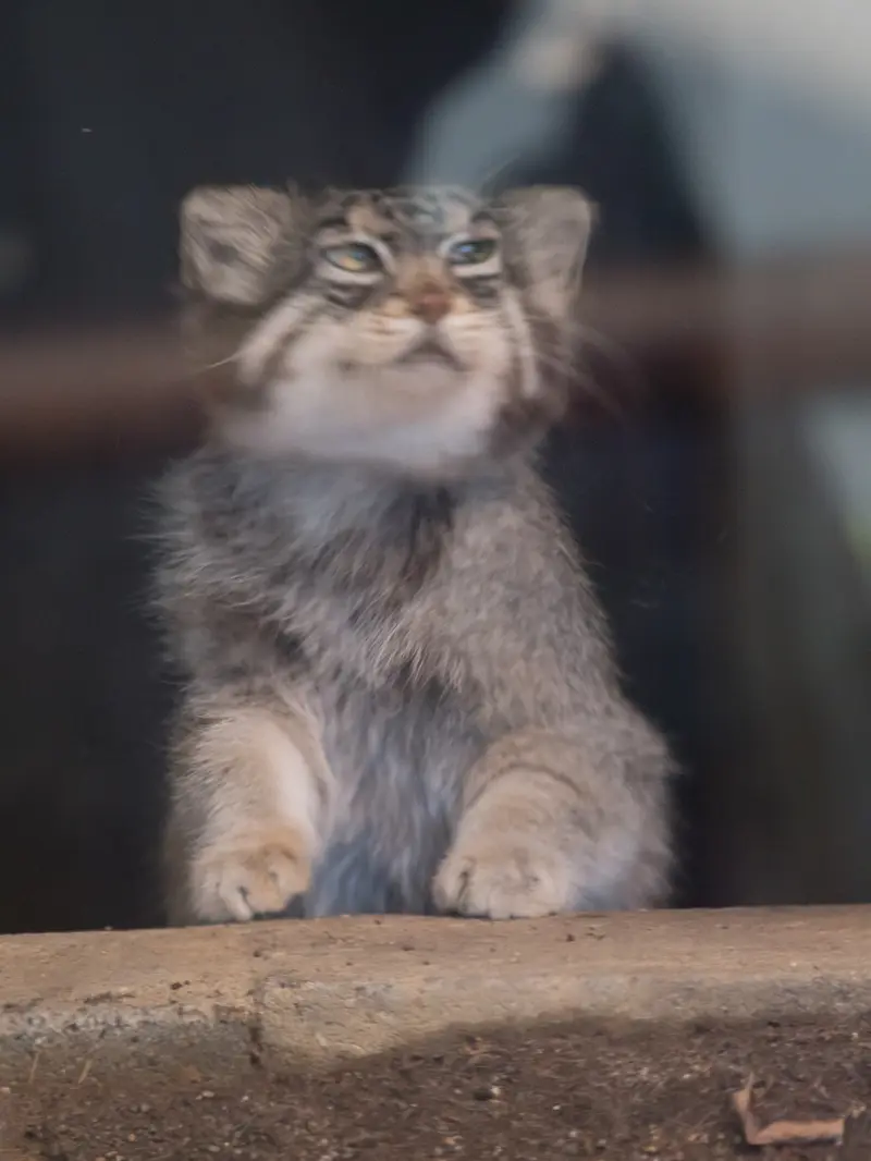 神戸市立王子動物園のイーリスの写真