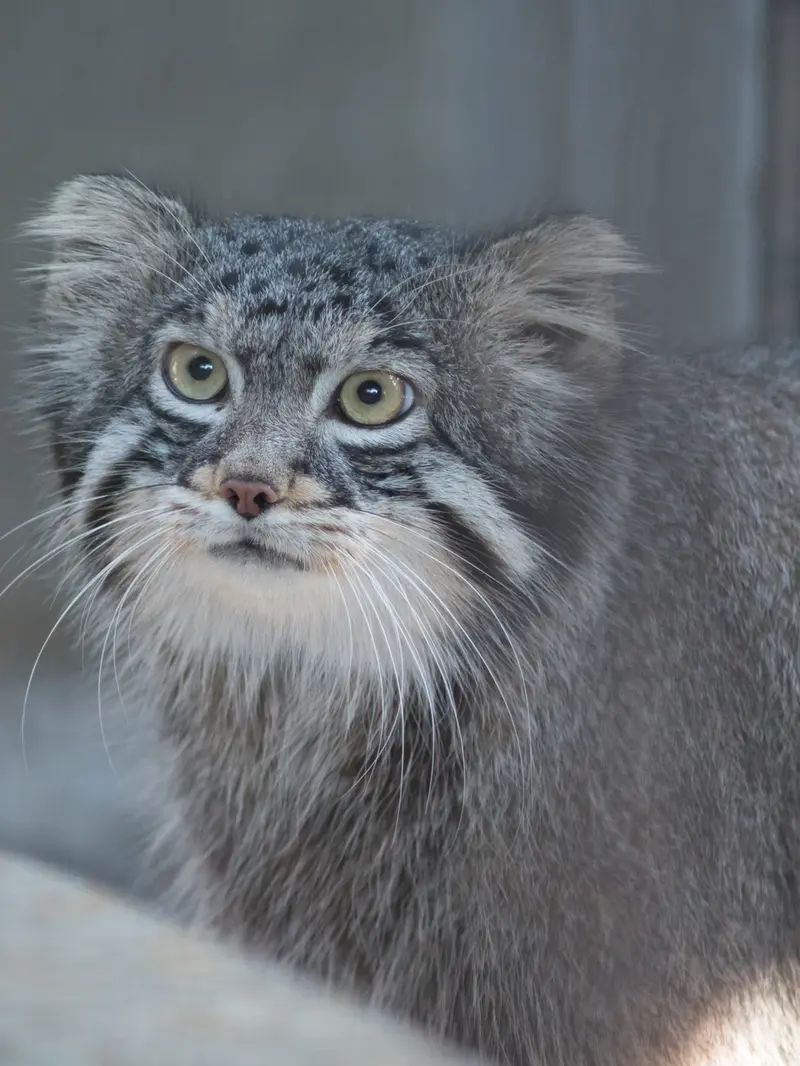 野毛山動物園のフィーガの写真