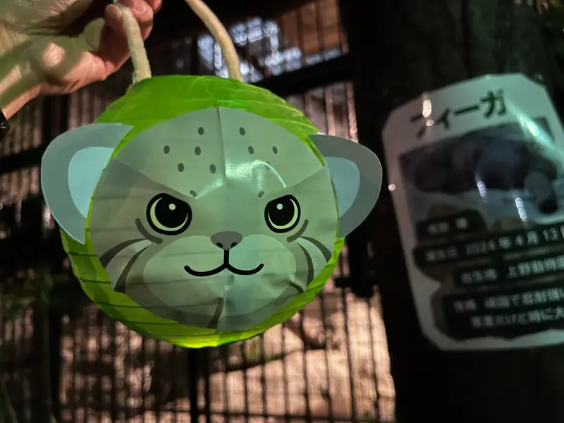 野毛山動物園のマヌルネコの写真