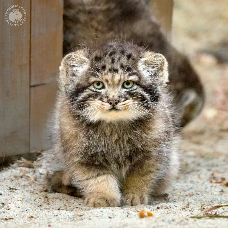 ノヴォシビルスク動物園のスネジャナの息子 b.2026 Ⅰの写真