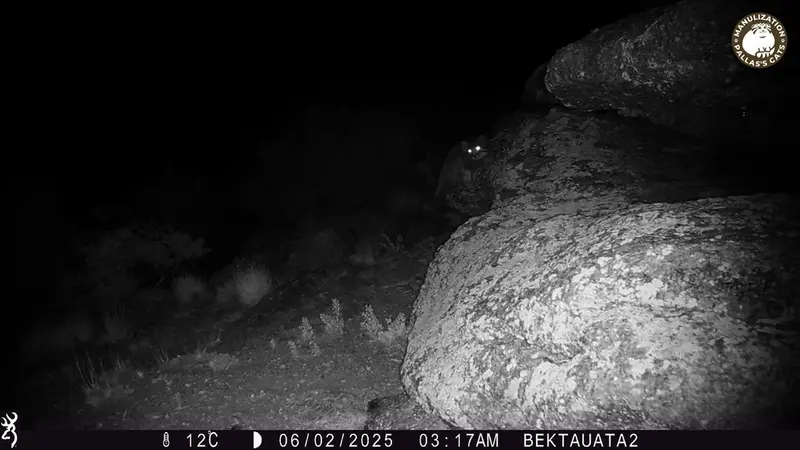 ベクタウアタ 2カメラトラップで撮影したOtocolobus manul manulの写真