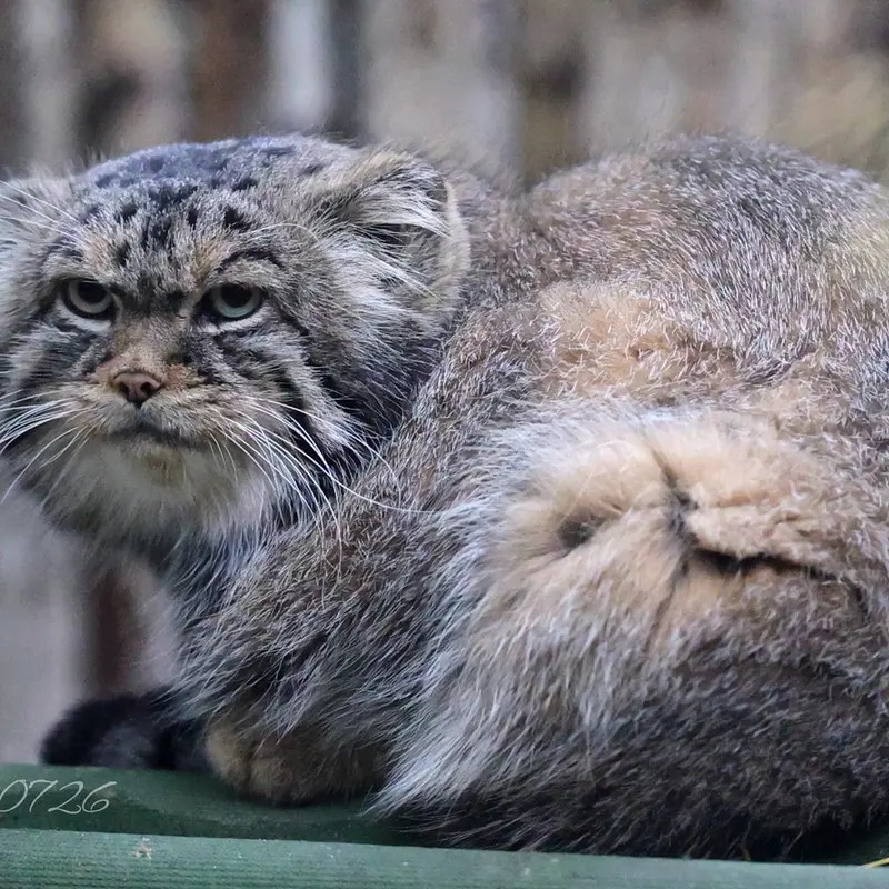 ノヴォシビルスク動物園のジョージの写真