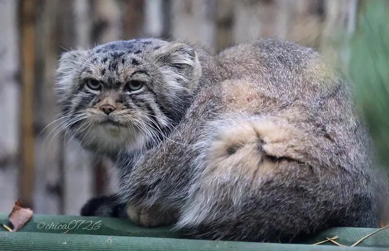 ノヴォシビルスク動物園のジョージの写真